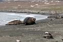 Elephant Seal.20081113_3876